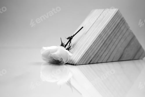 Preview: Black And White, Still Life Composition With Wooden Geometrical Pieces With White Roses And Light