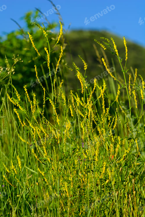 Preview: Melilotus Officinalis (Yellow Sweet Clower)