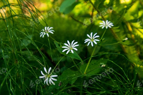 Preview: Fresh Green Summer Spring Foliage Textured Background With Blur Grass