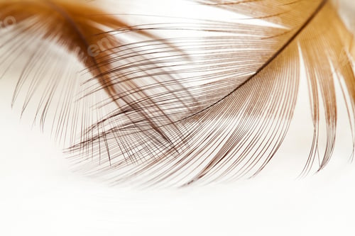 Preview: Colorful Fen Feather With White Background