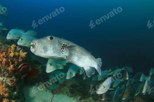 Preview: Puffer And Sweetlips Fish Underwater