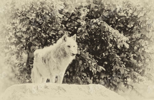 Preview: Large Adult Arctic Wolf In The Forest