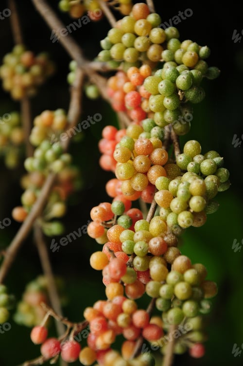 Preview: Beautiful Plant With Ripening Fruits
