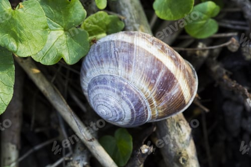 Preview: Orchard Snail (Helix Pomatia) - Shell With Soil Texture And Leaves