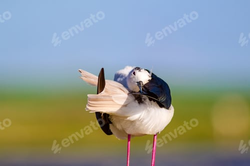 Preview: Common Water Bird. Black Winged Stilt. Himantopus Himantopus. Green Blue Nature Background.