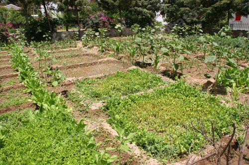 Preview: Home Or Kitchen Garden In Boxes Divided Vegetable Plants
