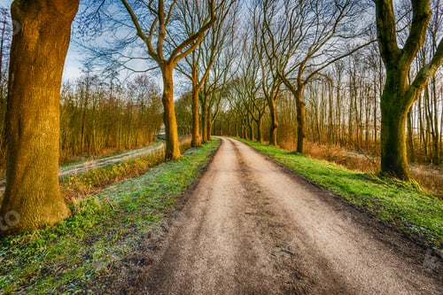 Preview: Dramatic Colored Image With A Curved Country Road With Tall Bare Trees On Both Sides.