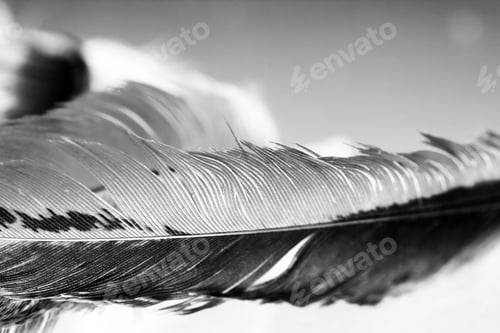 Preview: Black And White Photo Of Hen Feather With Details And Reflexions