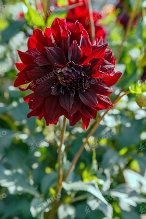 Preview: Beautiful Dahlias In The Autumn Garden. Flowers Dahlias In The Park Or Garden In Autumn.