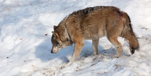 Preview: Wolves In The Bavarian Forest National Park, Bavaria, Germany