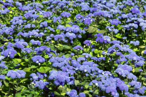 Preview: Decorative Lawn In The Form Of A Carpet Of Small Flowers