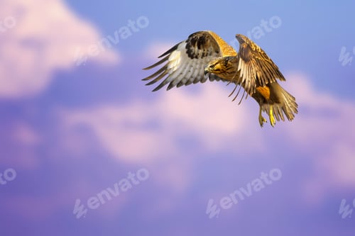 Preview: Bird Of Prey. Flying Buzzard. White Purple Clouds. Blue Sky Background.