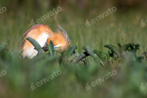 Preview: Heron. Nature Background. Bird: Squacco Heron. Ardeola Ralloides