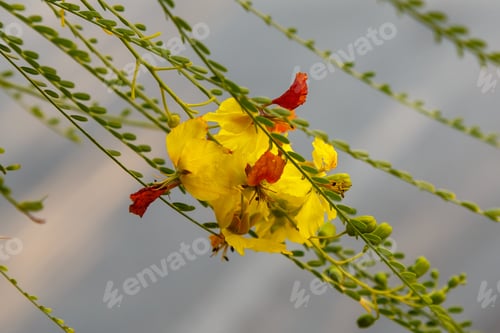 Preview: Cercidium: Mexican Palo Verde Tree(Parkinsonia Aculeata)This Native Of The Deserts Of Arizona Is A