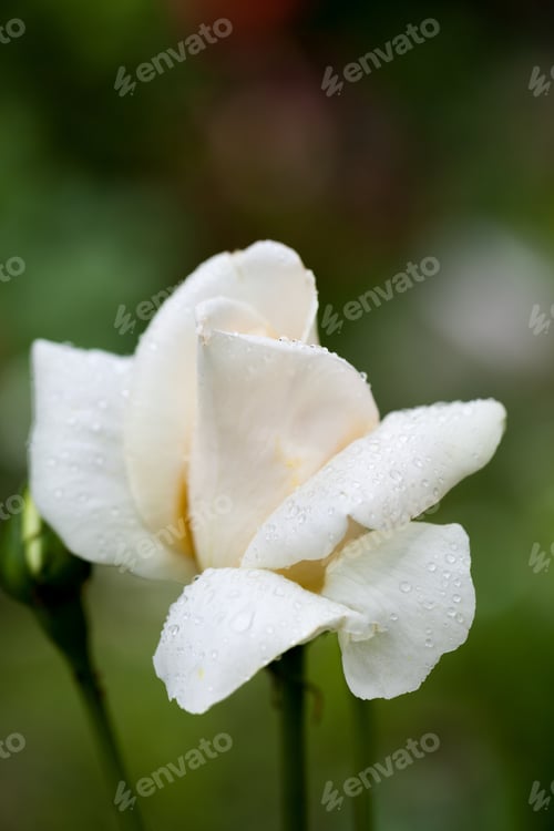 Preview: White, Beautiful, Delicate Rose Petals And Water Drops