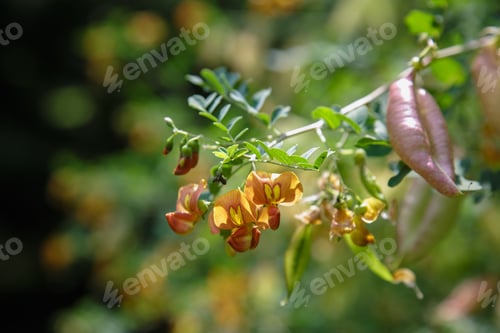 Preview: Colutea Arborescens In Garden. Bright Orange Flowers And Seeds