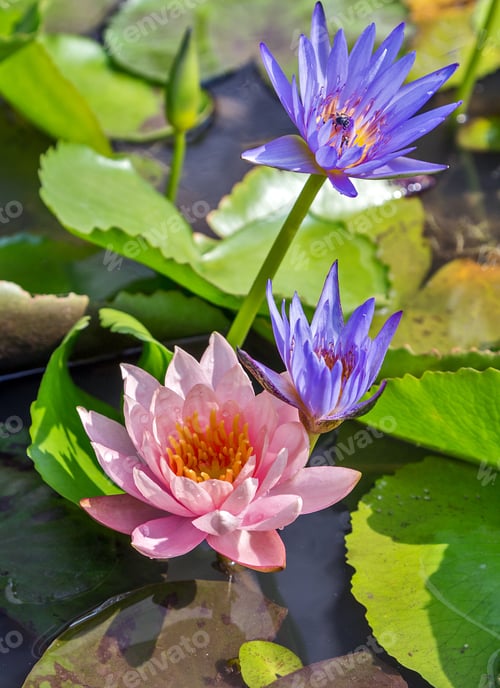 Preview: Water Violet Pink Lily Lotus Bloom Flower In The Pool Lake