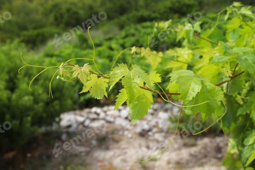 Preview: Peljesac Peninsula Vineyard. Croatia Wine Making Region.