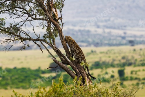 Preview: Wild Leopard On A Tree With Its Prey, An Impala Antelope In The Maasai Mara National Park, Kenya