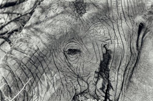 Preview: Vintage Style Image Of The Head Of An Elephant In South Luangwa National Park, Zambia. The