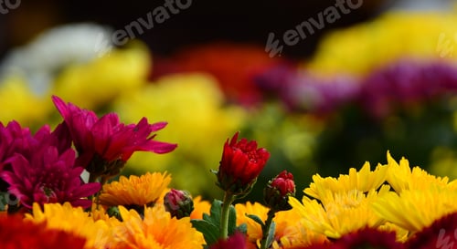 Preview: Beautiful Elegant Chrysanthemums