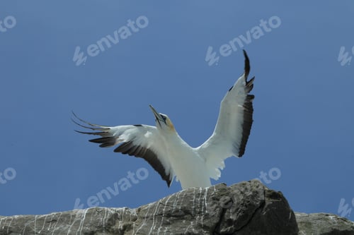 Preview: Gannet At Muriwai Beach Auckland