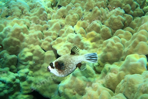 Preview: Masked Puffer (Arothron Diadematus)