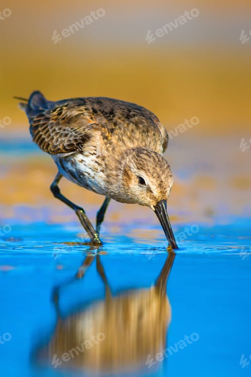 Preview: Cute Bird. Waterfowl. Colorful Nature Background. Curlew Sandpiper