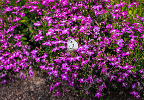 Preview: Beautiful Purple Lobelia Summer Flowers And Butterflies On A Green Background In The Garden Or Park