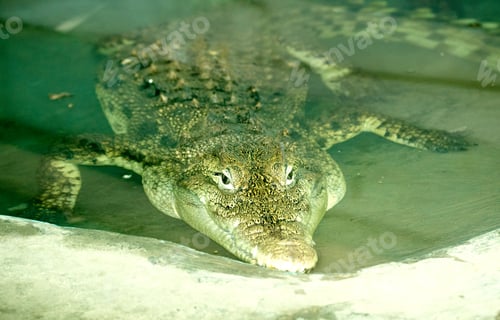 Preview: Crocodile In The Water Zoo