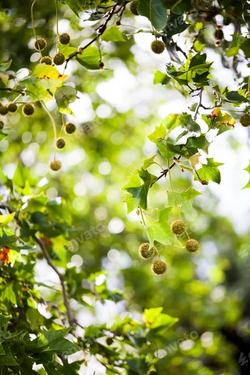 Preview: London Plane (Platanus Hispanica) - Tree And Details In Kew Gardens, London