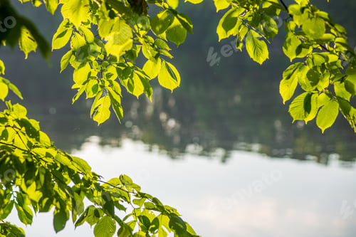 Preview: Beautiful Evening By The Lake With Sun In The Trees. Bench For Resting On The Shore