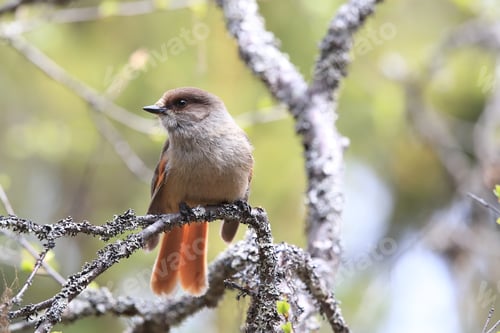 Preview: Siberian Jay Sweden