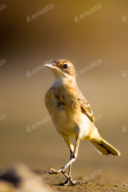 Preview: Dry Lake Bed And Cute Yellow Bird. Yellow Nature Background. Western Yellow Wagtail