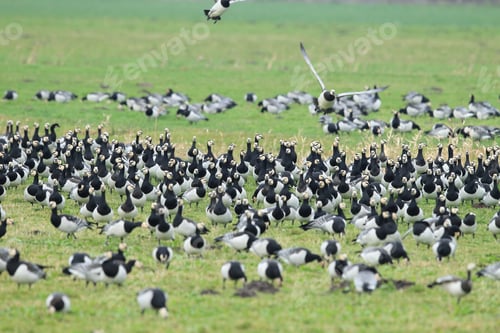 Preview: Branta Leucopsis, Barnacle Goose, Zingst Germany