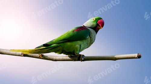 Preview: Green Parrot. Isolated Bird And Branch. Blue Sky Background. Bird: Alexandrine Parakeet. Psittacula
