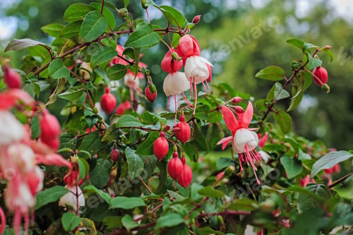 Preview: Beautiful Bush Fuchsia In The Garden, Fuchsia Flowers Blooming With Pink And Purple Petals In