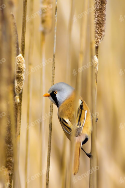 Preview: Funny Bird. Yellow Nature Background. Bearded Reedling / Panurus Biarmicus