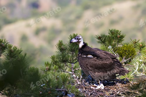 Preview: Vulture And Its Nest. Forest Background. Bird: Cinereous Vulture. Aegypius Monachus. Ankara
