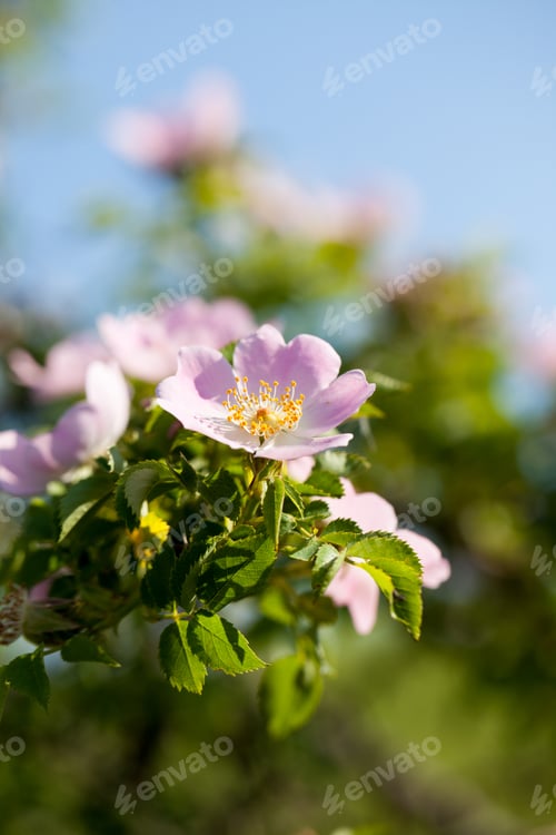 Preview: Rose Hips Flowers And Bush In A Summer Day