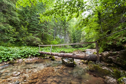 Preview: Wooden Bridge Across A Creek In The Forest