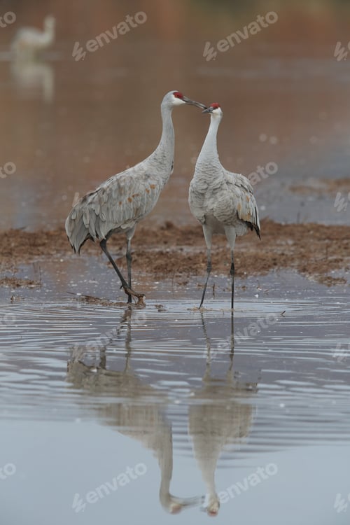 Preview: Sand Hill Crane (Grus Canadensis) At Bosque Del Apache National Wildlife Refuge