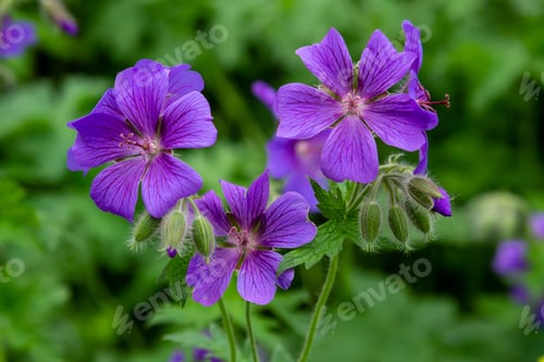 Preview: Geranium Pratense In Garden. Purple Flowers Of Geranium Pratense.