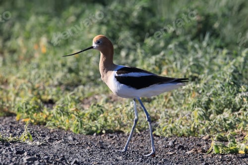 Preview: American Avocet Oregon Usa