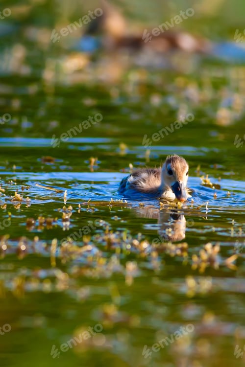 Preview: Cute Ducks. Swimming Duck. Nature Background.