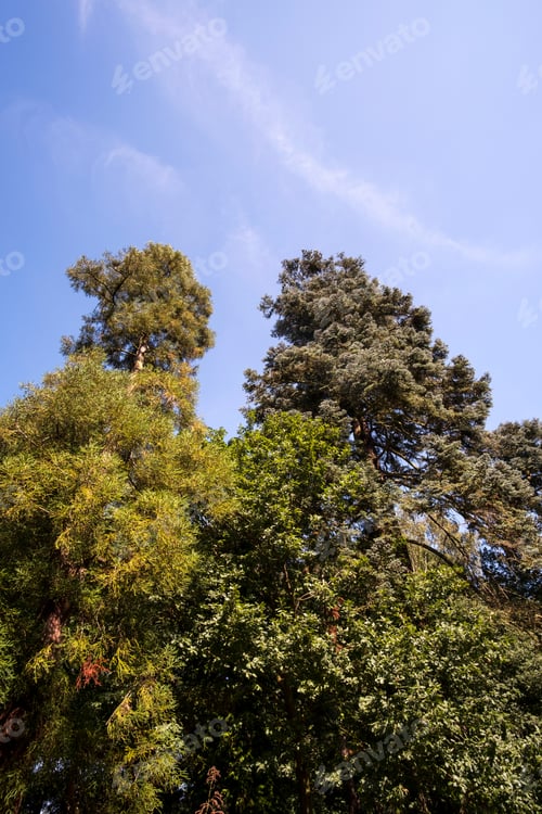 Preview: Tall Trees In Late Summer
