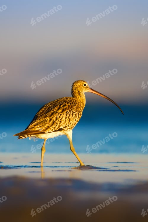 Preview: Cute Bird Curlew. Blue Sea And Blue Sky Background. Eurasian Curlew Numenius Arquata