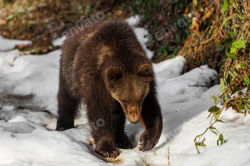 Preview: Brown Bear (Ursus Arctos) In Lake Clark National Park, Alaska, Usa