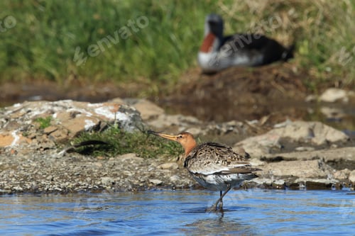 Preview: Black-Tailed Godwit, Limosa Limosa Iceland