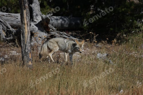 Preview: Coyote In Yellowstone Np Usa